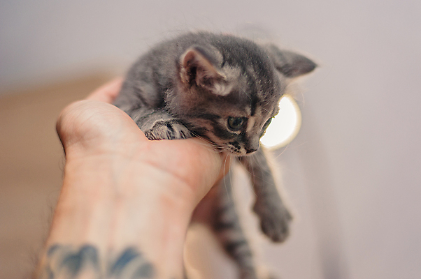 포토 JPG 해외이미지 동물 1 손 응시 어린이 백그라운드 포유류 손가락 앉기 사람없음 반려동물 머리 귀여움 고양이 회색 아기 신생아 닫기 달콤 보호 작음 부드러움 팔 얼룩무늬 솜털 고립 돌봄 해외포토 시선 컬러 컨셉 무늬 모션 사람 신체부위 감각 맛 크기 파일형식 이미지허브