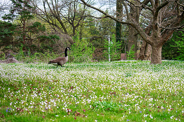 포토 JPG 해외이미지 나무 동물 응시 야생동물 어린이 새끼 잎 캐나다 가족 포옹 자연 조류 생물 종류 서기 사람없음 초록색 걷기 수영 가축 흰색 자녀 관찰 도시 아빠 황금 깃털 경계 거위 서식지 일반 돌봄 정확 해외포토 식물 시선 컬러 컨셉 북아메리카 관계 안기 모션 사람 수상스포츠 생태계 파일형식 이미지허브