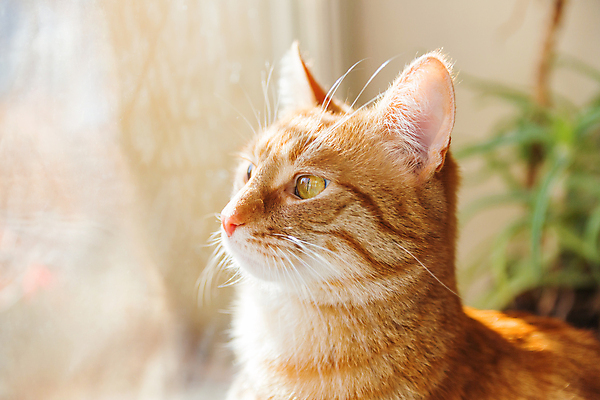 포토 JPG 해외이미지 한마리 응시 실내 사람없음 반려동물 고양이 반려묘 해외포토 동물 1 시선 포유류 내부 파일형식 이미지허브