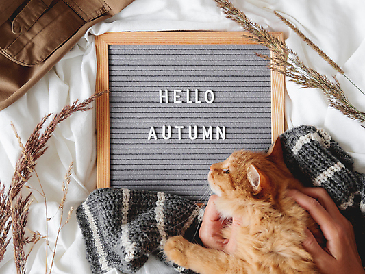 포토 JPG 해외이미지 식물 한마리 손 영어 옷 액자 실내 액자틀 신체부위 장식 반려동물 하이앵글 고양이 가을 천 니트 쓰다듬기 반려묘 해외포토 동물 문자 1 계절 뷰포인트 상의 포유류 모션 틀 사람 내부 직물 파일형식 이미지허브