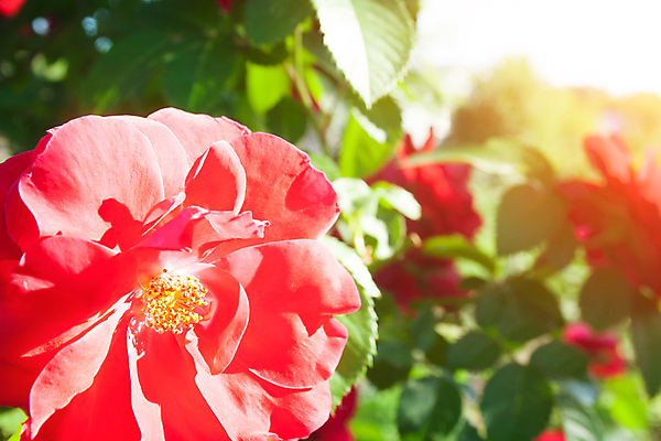 포토 JPG 해외이미지 식물 공원 꽃잎 꽃 분홍색 꽃다발 백그라운드 꽃무늬 밭 자연 하늘 추상 미술 사람없음 야외 장식 빨간색 초록색 파란색 컬러풀 장미 노란색 정원 봄 벚꽃 나뭇가지 신선 묘사 원예 꽃가루 내추럴 해외포토 나무 계절 공공시설 컬러 무늬 농업 문화예술 취미 가루 생태계 파일형식 이미지허브