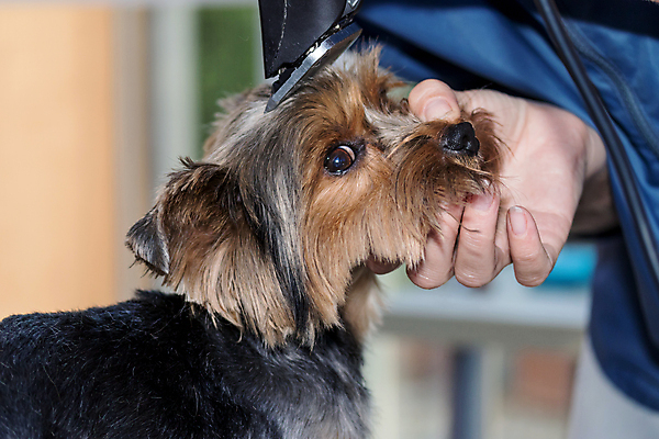 포토 JPG 해외이미지 손 응시 실내 신체부위 반려동물 잡기 개 자르기 요크셔테리어 돌봄 바리깡 애견미용 해외포토 동물 시선 포유류 모션 사람 내부 뷰티 테리어 파일형식 이미지허브