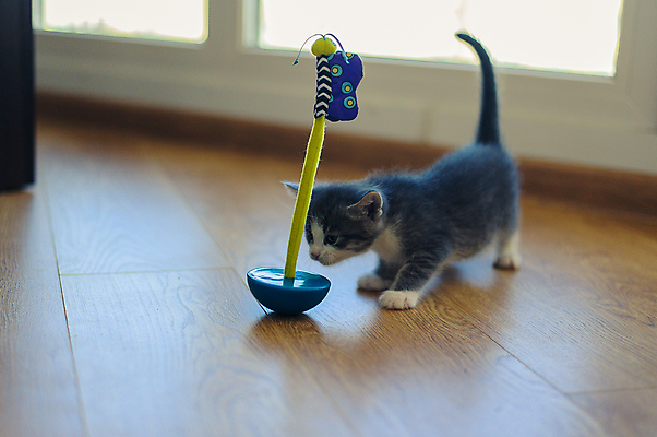 포토 JPG 해외이미지 동물 1 어린이 장난 포유류 놀이 바닥 털 사람없음 목재 반려동물 장난감 고양이 회색 게임 아기 원형 달콤 작음 모피 오브젝트 솜털 고립 미니 텀블러 해외포토 도형 나무 컬러 재료 사람 컵 맛 크기 파일형식 이미지허브