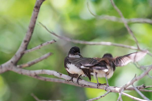 포토 JPG 해외이미지 나무 식물 동물 커플 공원 야생동물 2 자연 조류 사랑 앉기 사람없음 야외 초록색 친구 컬러풀 정원 검은색 나뭇가지 관찰 쌍 조직 황무지 작음 깃털 사냥 형제 공포 말레이시아 동물상 해외포토 공공시설 남자 감정 아시아 컬러 가족 관계 모션 조형물 크기 생태계 파일형식 이미지허브