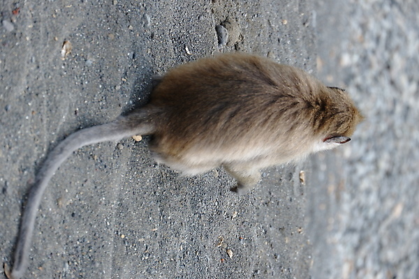 포토 JPG 해외이미지 나무 동물 응시 공원 아시아 얼굴 야생동물 음식 여행 포유류 가족 자연 털 동물원 앉기 동양인 사람없음 야외 초록색 갈색 회색 원숭이 표현 아기 숲 작음 먹기 꼬리 인도네시아 서식지 유인원 동물상 해외포토 식물 시선 공공시설 나라 컬러 관계 모션 사람 인종 신체부위 조형물 크기 생태계 파일형식 이미지허브