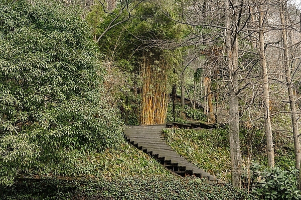 포토 JPG 해외이미지 나무 공원 길 백그라운드 잎 자연 사람없음 야외 목재 초록색 계단 정원 성장 신선 숲 단계 내추럴 방법 해외포토 식물 공공시설 컬러 재료 생태계 파일형식 이미지허브