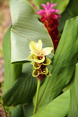 포토 JPG 해외이미지 꽃 자연 사람없음 벚꽃 라오스 생강 강황 해외포토 식물 아시아 채소 식재료 생태계 파일형식 이미지허브