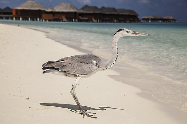 포토 JPG 해외이미지 동물 1 야생동물 모래 파도 바다 섬 백그라운드 날개 자연 조류 하늘 주택 서기 풍경 사람없음 야외 물 파란색 햇빛 환경 침묵 회색 흰색 황무지 큼 인도인 빌라 왜가리 깃털 싱글 방파제 부리 목 서식지 남쪽 몰디브 계산서 동물상 혼자 해외포토 자연요소 외국인 공공시설 아시아 컬러 모션 동양인 건물 신체부위 태양 조형물 소리 크기 방향 생태계 파일형식 이미지허브