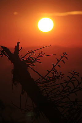 포토 JPG 해외이미지 나무 식물 디자인 꽃 실루엣 여행 백그라운드 잎 패턴 오렌지 자연 벽지 하늘 아침 풍경 사람없음 야외 초록색 여름 파란색 빛 컬러풀 태양 노란색 일출 환경 검은색 일몰 봄 나뭇가지 신선 난초 보케 내추럴 해외포토 주간 자연요소 계절 컬러 무늬 과일 촬영기법 노을 생태계 파일형식 이미지허브