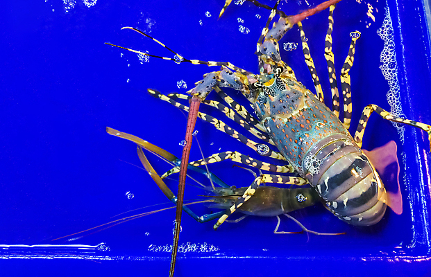 포토 JPG 해외이미지 동물 손 문화 음식 바다 재료 태국 자연 조개 새우 쟁반 종류 갑각류 요리 사람없음 물 파란색 강 세일 여행객 식당 수중 식사 저녁식사 흰색 신선 시장 그릴 구매 큼 바닷가재 해산물 날것 거인 슈퍼마켓 민물 인기 집게발 해외포토 자연요소 아시아 컬러 주방용품 어패류 사람 신체부위 쇼핑 상점 크기 가재 생태계 파일형식 이미지허브