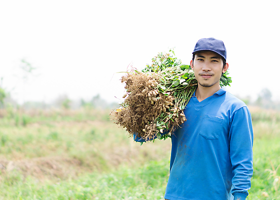 포토 JPG 해외이미지 식물 손 음식 토마토 채소 자연 건강 사람 사람없음 초록색 농장 정원 수확 신선 잡기 농부 나무상자 유기농 날것 땅콩 원예사 해외포토 직업 웰빙 컬러 농업 모션 신체부위 상자 견과류 생태계 파일형식 이미지허브