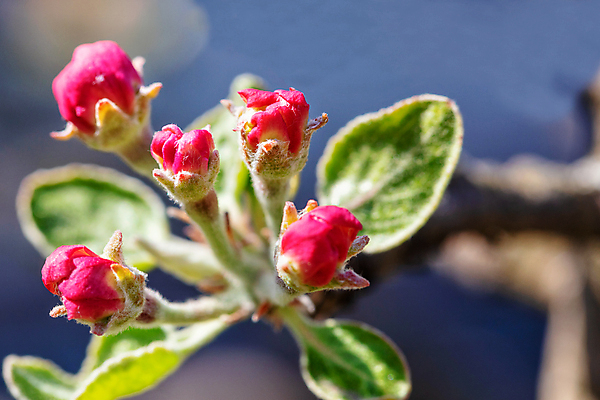 포토 JPG 해외이미지 식물 1 계절 공원 꽃잎 꽃 백그라운드 잎 자연 사람없음 야외 장식 빨간색 초록색 빛 햇빛 정원 맑음 봄 벚꽃 나뭇가지 오픈 개화 사과 순수 원예 향기 내추럴 블러 해외포토 나무 공공시설 컬러 컨셉 과일 날씨 취미 태양 생태계 냄새 파일형식 이미지허브