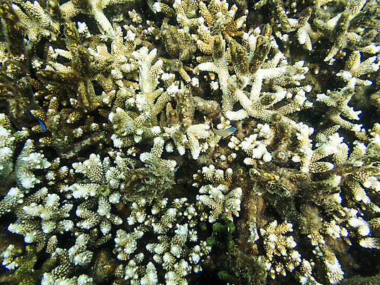 포토 JPG 해외이미지 바다 섬 자연 어류 가면 해변 사람없음 물 모래사장 여행객 환경 수중 수영 자유 체험 행운 스노클링 산호 호주 호흡 크루즈 생태계 다이빙 지느러미 암초 튜브 식민지 채널 해외포토 자연요소 컨셉 배_교통 사람 수중동물 수상스포츠 오세아니아 자포동물 수중스포츠 파일형식 이미지허브
