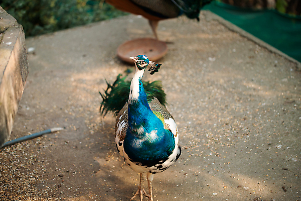 포토 JPG 해외이미지 동물 디자인 공원 남자 야생동물 여행 백그라운드 패턴 자연 조류 동물원 사람없음 초록색 파란색 컬러풀 머리 정원 활발 우아함 공작 깃털 묘사 꼬리 부리 목 보여주기 내추럴 웅장함 해외포토 공공시설 컬러 컨셉 무늬 모션 사람 신체부위 생태계 파일형식 이미지허브
