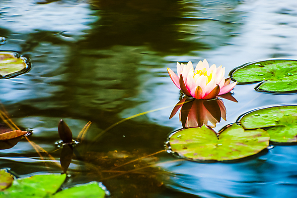 포토 JPG 해외이미지 식물 꽃잎 꽃 분홍색 잎 자연 연꽃 사람없음 초록색 물 파란색 벚꽃 연못 개화 백합 복숭아 내추럴 해외포토 자연요소 컬러 과일 생태계 파일형식 이미지허브
