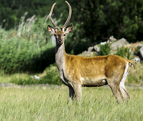 포토 JPG 해외이미지 나무 동물 응시 여자 야생동물 밭 포유류 자연 사슴 털 뿔 사람없음 야외 환경 숲 큼 사냥 귀 조심 암사슴 해외포토 식물 시선 농업 사람 신체부위 크기 암컷 생태계 파일형식 이미지허브