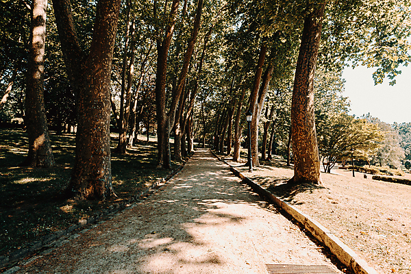 포토 JPG 해외이미지 주간 나무 자연 휴식 풍경 사람없음 야외 평화 산책로 경관 해외포토 자연요소 식물 길 컨셉 생태계 파일형식 이미지허브