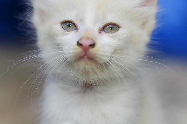포토 JPG 해외이미지 스튜디오촬영 응시 얼굴 포유류 수염 털 실내 사람없음 가로 반려동물 컬러풀 고양이 가축 침실 회색 달력 흰색 침대 유머 닫기 모피 자르기 호기심 슛 솜털 빛망울 노려봄 판지 경보 고립 주목 카피스페이스 해외포토 동물 시선 감정 컬러 가구 컨셉 모션 표정 내부 신체부위 빛 공백 파일형식 이미지허브