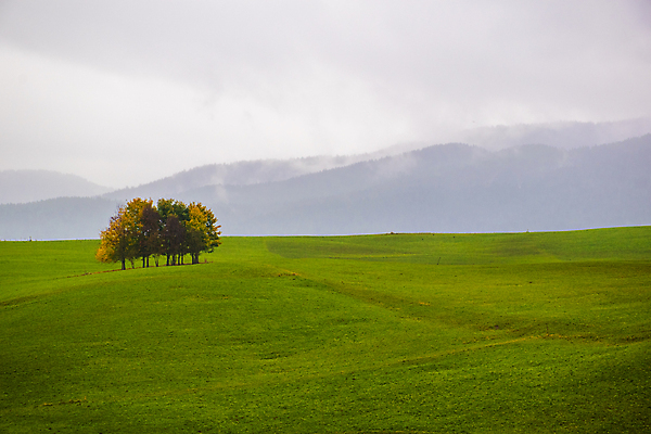 포토 JPG 해외이미지 나무 응시 계절 유럽 단풍 잎 곡선 오렌지 자연 휴식 산 따뜻함 사람없음 야외 빨간색 초록색 컬러풀 노란색 평화 침묵 외침 이탈리아 하이킹 가을 변화 황금 숲 오솔길 11월 알프스 10월 강렬 광 생태학 처음 로키산맥 해외포토 식물 시선 교육 나라 길 선 컬러 컨셉 과일 레저 소리 날짜 생태계 파일형식 이미지허브