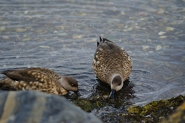 포토 JPG 해외이미지 동물 척추동물 야생동물 바다 2 자연 조류 오리 종류 사람없음 물 먹이 먹기 물새 내추럴 동물상 수유 주입구 해외포토 자연요소 모션 조형물 생태계 파일형식 이미지허브