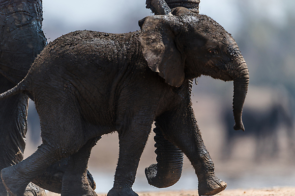 포토 JPG 해외이미지 동물 공원 야생동물 장난 포유류 가족 아프리카 자연 초식동물 코끼리 사람없음 환경 운전 게임 아기 보호 군중 작음 큼 사파리 남쪽 송아지 해외포토 공공시설 나라 새끼 컨셉 관계 모션 놀이 사람 소 크기 방향 생태계 파일형식 이미지허브