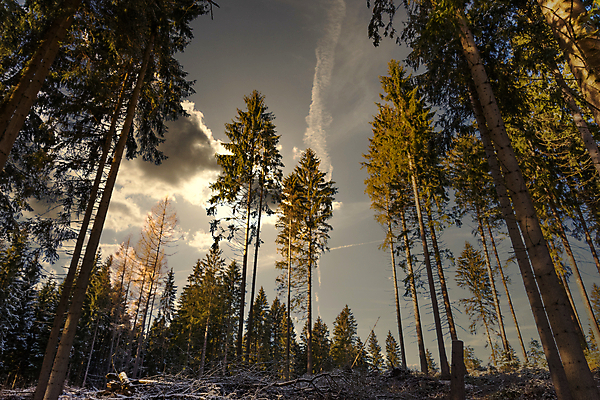 포토 JPG 해외이미지 구름 계절 자연 하늘 아침 휴식 풍경 사람없음 목재 빛 햇빛 일출 맑음 침묵 일몰 새벽 추위 덮개 흰색 시골 저녁 숲 서리 장면 부드러움 북쪽 침엽수 전나무 1월 겨울풍경 해외포토 주간 자연요소 나무 컬러 컨셉 겨울 재료 날씨 태양 노을 소리 뚜껑 감각 날짜 야간 방향 생태계 파일형식 이미지허브
