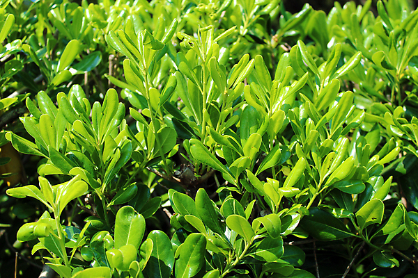 포토 JPG 해외이미지 나무 식물 템플릿 디자인 백그라운드 잎 패턴 자연 사람없음 목재 초록색 빛 봄 떨어짐 질감 내추럴 해외포토 계절 컬러 컨셉 무늬 재료 생태계 파일형식 이미지허브