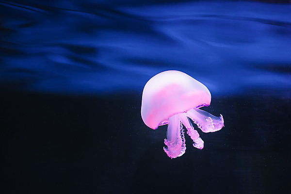 포토 JPG 해외이미지 한마리 분홍색 사람없음 바닷속 수중동물 자포동물 해파리 해외포토 동물 1 컬러 수중 파일형식 이미지허브