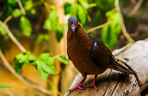 포토 JPG 해외이미지 동물 여자 남자 얼굴 섬 조류 멕시코 종류 성인 사람없음 반려동물 컬러풀 갈색 머리 미국 회색 깃털 비둘기 새장 멸종 보유 인기 캡모자 특별함 해외포토 모자_잡화 컬러 컨셉 북아메리카 사람 신체부위 케이지 파일형식 이미지허브