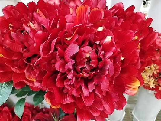 포토 JPG 해외이미지 식물 꽃잎 꽃 잎 사람없음 빨간색 초록색 벚꽃 개화 거짓 인공 해외포토 컬러 파일형식 이미지허브