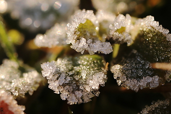 포토 JPG 해외이미지 식물 계절 백그라운드 잎 크리스마스 겨울 밭 자연 아침 날씨 사람없음 야외 초록색 빛 햇빛 냉동 얼음 추위 가을 흰색 신선 숲 12월 크리스탈 질감 서리 내추럴 반투명 해외포토 주간 자연요소 기념일 컬러 농업 태양 날짜 광석 생태계 파일형식 이미지허브