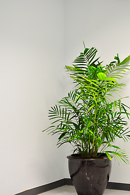 포토 JPG 해외이미지 나무 식물 직업 디자인 벽 잎 비즈니스 건축양식 유리 조명 바닥 실내 손바닥 사람없음 내부 건물 초록색 파란색 빛 사무실 반사 문 우주 방 매트 램프 업무 복도 재산 냄비 통로 줄서기 진짜 철강 스타일 해외포토 건축물 손 건축 컬러 모션 재질 금융 작업 솥 파일형식 이미지허브