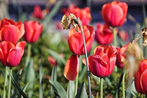 포토 JPG 해외이미지 꽃잎 꽃 잎 자연 사람없음 아웃포커스 봄 화창 해외포토 식물 계절 날씨 촬영기법 생태계 파일형식 이미지허브