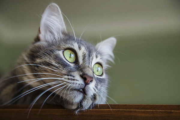 포토 JPG 해외이미지 동물 1 응시 얼굴 포유류 털 사람없음 반려동물 귀여움 고양이 줄무늬 회색 아기 달콤 모피 코 얼룩무늬 솜털 거짓말 카피스페이스 해외포토 시선 컬러 컨셉 무늬 사람 신체부위 공백 맛 파일형식 이미지허브