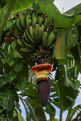 포토 JPG 해외이미지 나무 식물 꽃 음식 백그라운드 잎 농업 과일 자연 바나나 기술 건강 사람없음 야외 가로 빨간색 초록색 농장 노란색 정원 성장 벚꽃 껍질 신선 닫기 다발 싱글 유기농 원예 내추럴 여의주 많음 효과 부족함 해외포토 웰빙 산업 컬러 컨셉 모션 취미 생태계 파일형식 이미지허브