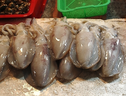 포토 JPG 해외이미지 무기 연체동물 사람없음 빨간색 초록색 젖음 신선 시장 플라스틱 해산물 오징어 덮기 촉수 어장 해외포토 컬러 모션 재질 무척추동물 수중동물 파일형식 이미지허브