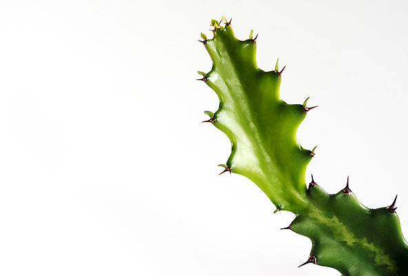 포토 JPG 해외이미지 선인장 실내 근접촬영 사람없음 가시 흰배경 해외포토 식물 뷰포인트 백그라운드 내부 흰색 파일형식 이미지허브