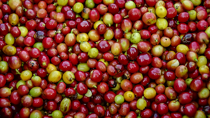 포토 JPG 해외이미지 손 열매 산업 커피 음료 잎 과일 태국 자연 콩 건강 씨앗 사람없음 야외 빨간색 초록색 농작물 농장 노란색 카페 수확 성장 신선 체리 유기농 날것 흙더미 밭일 생태학 숙성 아라비카 인도차이나반도 카페인 해외포토 식물 웰빙 교육 아시아 컬러 농업 곡류 신체부위 상점 흙 생태계 파일형식 더미 이미지허브