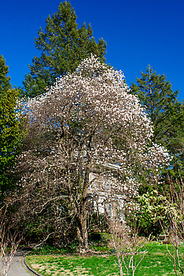 포토 JPG 해외이미지 식물 디자인 계절 꽃 꽃무늬 자연 벽지 하늘 바람 부활절 건강 사람없음 야외 목재 가로 초록색 빛 컬러풀 맑음 봄 성장 흰색 나뭇가지 신선 개화 닫기 4월 묘사 원예 심플 장면 부드러움 파스텔톤 해외포토 자연요소 나무 기념일 컬러 무늬 재료 모션 날씨 취미 감각 날짜 생태계 파일형식 이미지허브