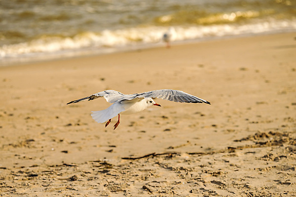 포토 JPG 해외이미지 동물 야생동물 모래 날개 조류 하늘 사람없음 파란색 폴란드 깊이 동물상 발트해 착륙 해외포토 유럽 바다 컬러 북유럽 조형물 파일형식 이미지허브