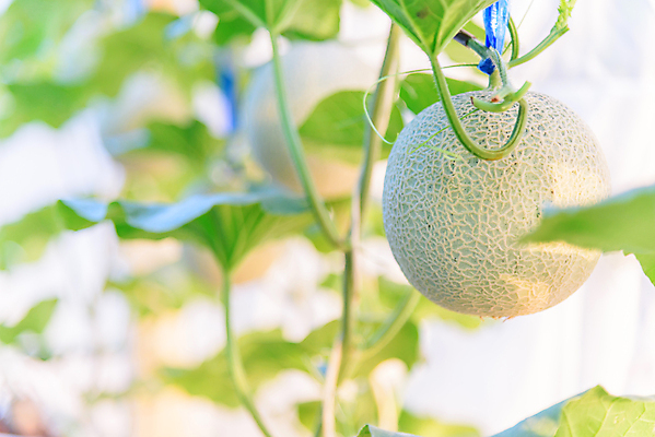 포토 JPG 해외이미지 나무 식물 줄 음식 잎 밭 농업 채소 과일 태국 자연 수박 실내 건강 사람없음 야외 초록색 농장 농경지 환경 정원 일본 수확 성장 신선 그물 달콤 멜론 유기농 원예 날것 내추럴 밭일 숙성 온실 줄서기 해외포토 웰빙 산업 아시아 컬러 모션 취미 내부 맛 생태계 파일형식 이미지허브