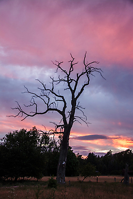 포토 JPG 해외이미지 나무 밭 오렌지 자연 독일 풍경 사람없음 여름 일몰 새벽 저녁 7월 해외포토 자연요소 식물 계절 유럽 농업 과일 노을 날짜 야간 생태계 파일형식 이미지허브