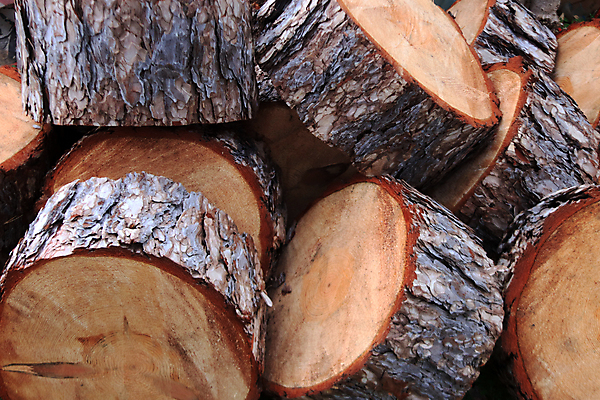 포토 JPG 해외이미지 나무 조각 백그라운드 패턴 부분 자연 날씨 사람없음 목재 갈색 반지 원형 거친 자르기 유기농 질감 통나무 나무껍질 잡동사니 내추럴 수목 해외포토 도형 식물 웰빙 컬러 무늬 재료 장신구 모션 껍질 생태계 파일형식 이미지허브