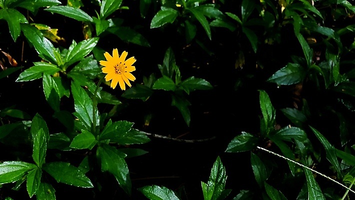 포토 JPG 해외이미지 식물 꽃잎 꽃 잎 꽃무늬 밭 자연 사람없음 야외 초록색 컬러풀 햇빛 노란색 정원 놀람 봄 수확 벚꽃 신선 황금 닫기 데이지 싱가폴 땅바닥 해외포토 계절 감정 아시아 컬러 무늬 농업 모션 바닥 표정 태양 생태계 파일형식 이미지허브