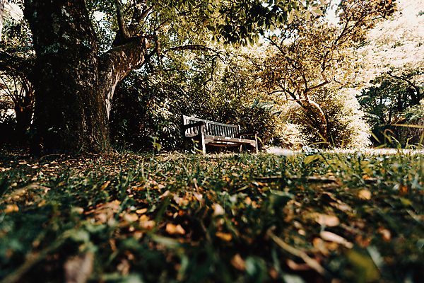 포토 JPG 해외이미지 주간 나무 벤치 자연 휴식 풍경 사람없음 야외 평화 풀 숲속 울창 경관 해외포토 자연요소 식물 컨셉 의자 숲 생태계 파일형식 이미지허브