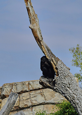 포토 JPG 해외이미지 나무 동물 얼굴 야생동물 어린이 생각 포유류 아프리카 청소년 생물 아이디어 동물원 사람없음 목재 귀여움 검은색 원숭이 표현 입 찡그림 작음 통나무 멸종 주둥이 원시시대 의심 침팬지 배려 어려움 트러블 해외포토 식물 감정 나라 컬러 컨셉 재료 표정 사람 신체부위 역사 크기 파일형식 이미지허브