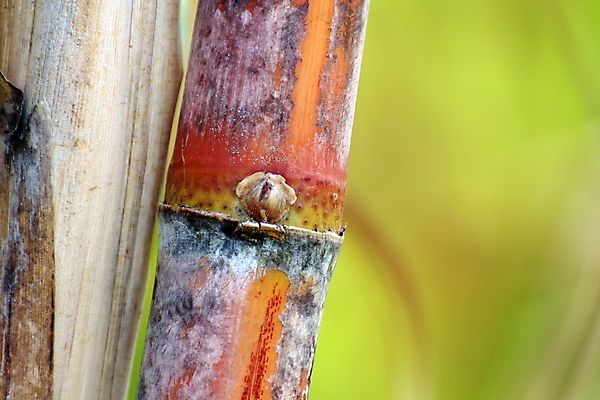 포토 JPG 해외이미지 나무 식물 산업 문화 선 음식 줄기 잎 밭 농업 과일 자연 지팡이 풍경 사람없음 초록색 여름 농장 농경지 환경 주스 에너지 수확 성장 시골 신선 달콤 땅 설탕 유기농 날것 연료 내추럴 바이오 밭일 줄서기 사탕수수 해외포토 웰빙 계절 음료 컬러 모션 맛 생태계 파일형식 이미지허브