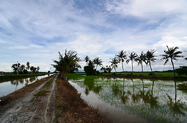 포토 JPG 해외이미지 식물 전통 아시아 길 지구 음식 여행 백그라운드 농업 자연 동양인 풍경 사람없음 물 농작물 농장 환경 중국 시골 유기농 논밭 밭일 해외포토 자연요소 웰빙 나라 산업 밭 논 인종 생태계 파일형식 이미지허브