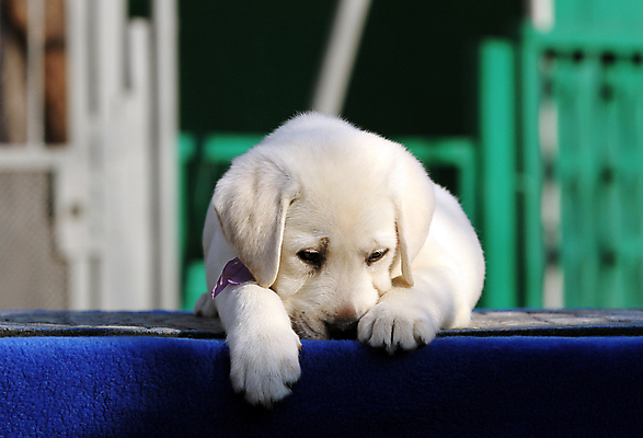 포토 JPG 해외이미지 응시 행복 어린이 놀이 탁자 사람없음 파란색 반려동물 노란색 귀여움 기쁨 개 리트리버 달콤 강아지 래브라도리트리버 위치 창백 기르기 유래 해외포토 동물 시선 감정 컬러 가구 컨셉 포유류 사람 맛 돌봄 파일형식 이미지허브
