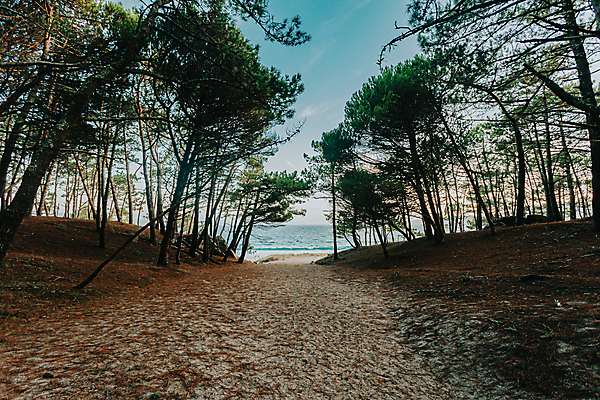 포토 JPG 해외이미지 주간 나무 길 파도 자연 휴식 풍경 해변 사람없음 야외 평화 내리막 경관 해외포토 자연요소 식물 바다 컨셉 생태계 파일형식 이미지허브